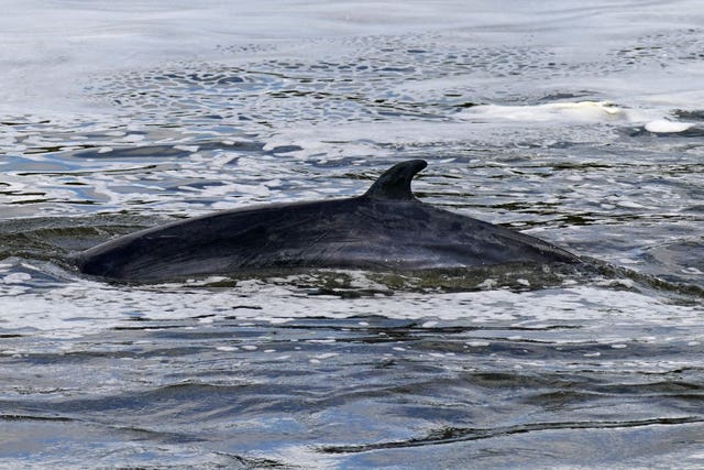 A minke whale in the Thames, as a report warns of danger to cetaceans 
