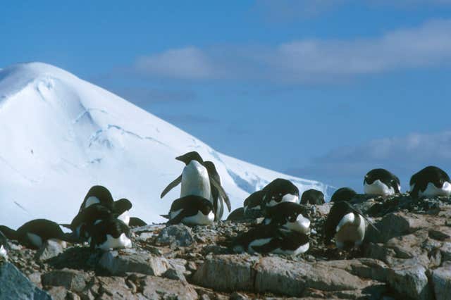 Adelie penguins