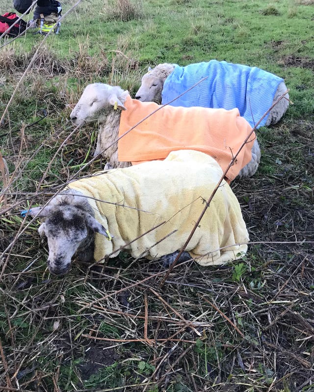 Sheep rescued from river