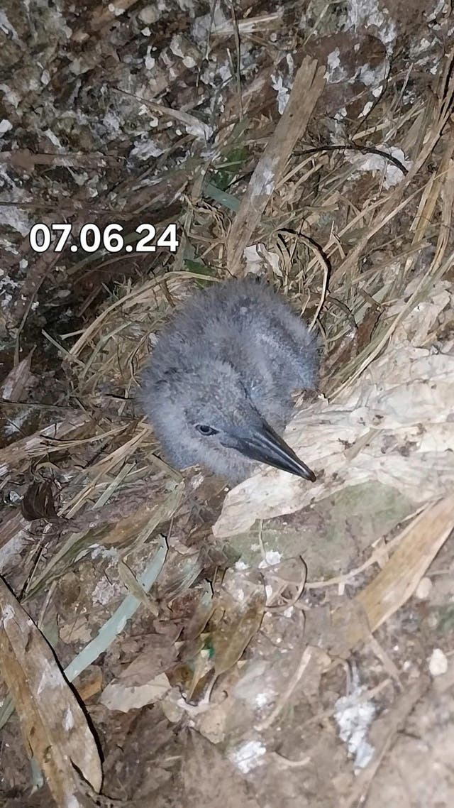 Buxton beginning to leave its nest six weeks after being hatched (Marwell Zoo/PA)