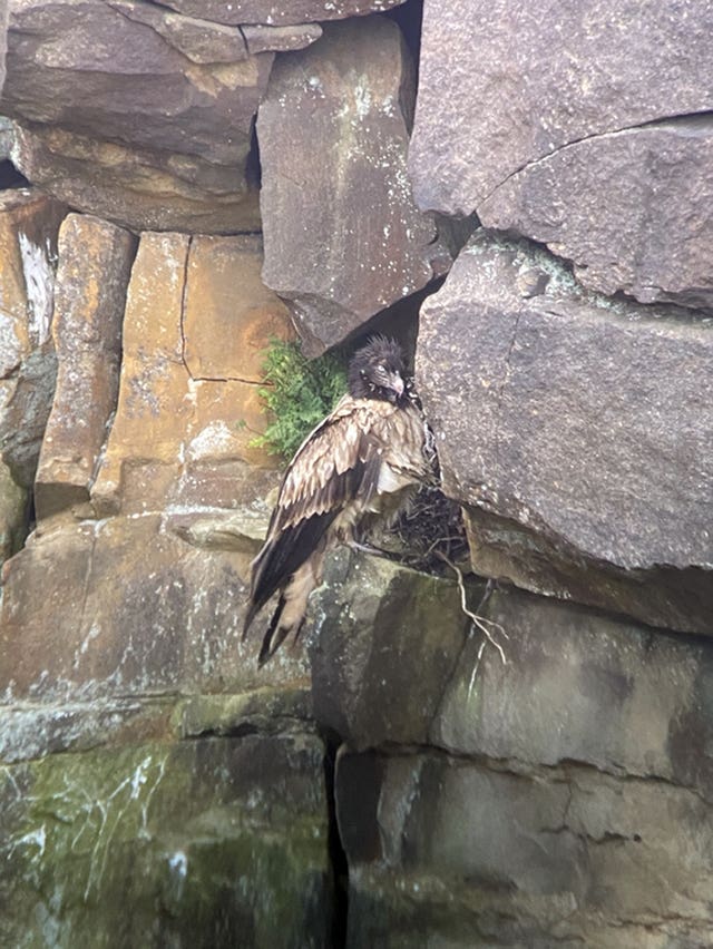 The bearded vulture on the moors above Sheffield