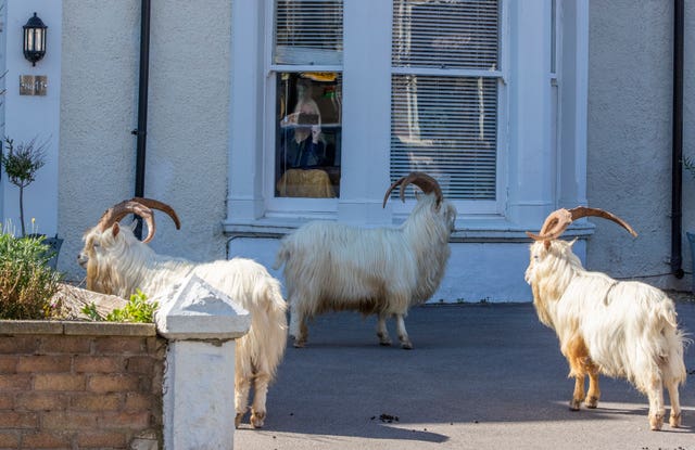 A woman films goats in her garden from her house 