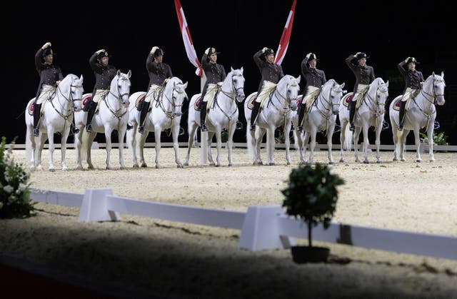 Spanish Riding School white horse lined up 