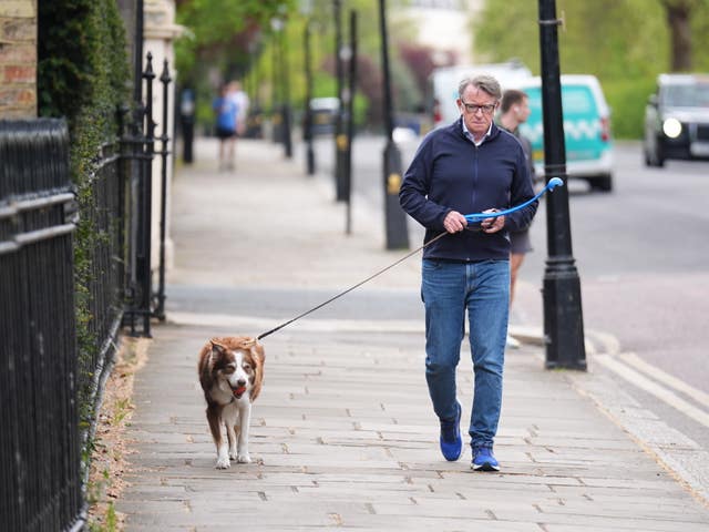 Peter Mandelson walking his dog