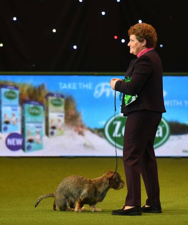 Maisie the wire-haired dachshund, winner of Best in Show at Crufts