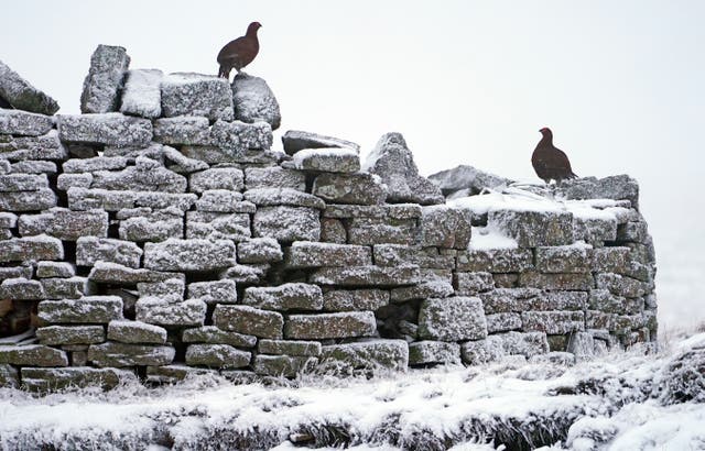 Grouse on a snowy wall