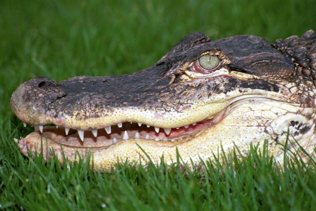 ANIMALS Alligator/RSPCA 2