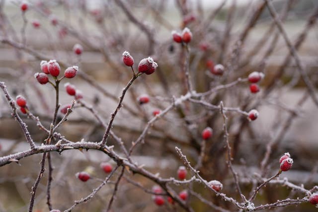 Frost covered berries