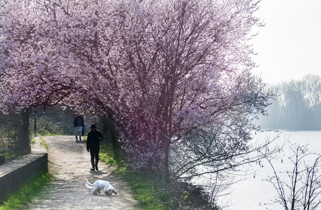 Spring blossom next to the River Thames near Richmond