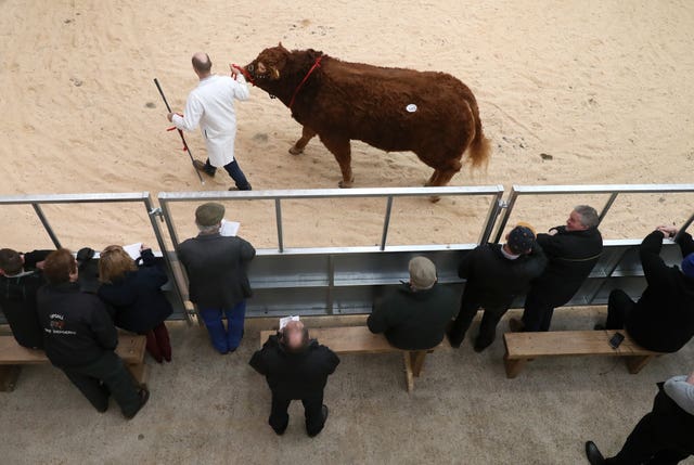 United Auctions’ Stirling Bull Sales