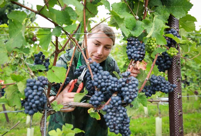 Nyetimber harvest