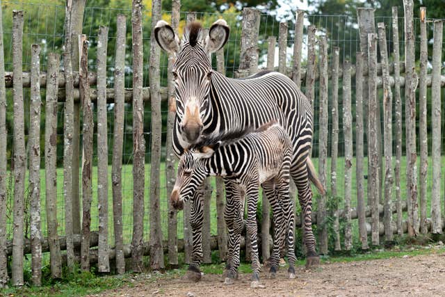 Zebra foal with mother