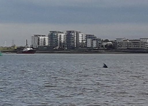 Humpback whale 