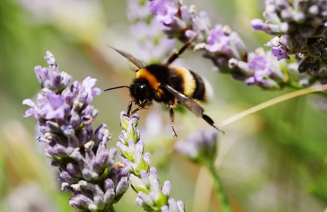 A bee collects nectar from a lavender plant