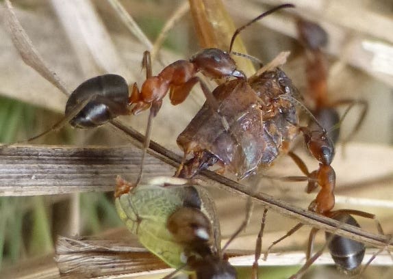 Narrow-headed ant saved from extinction