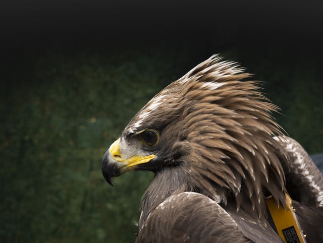 Scotland Golden Eagle Project