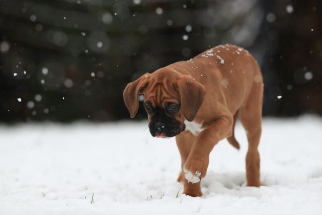 A young boxer dog puppy discovers snow 