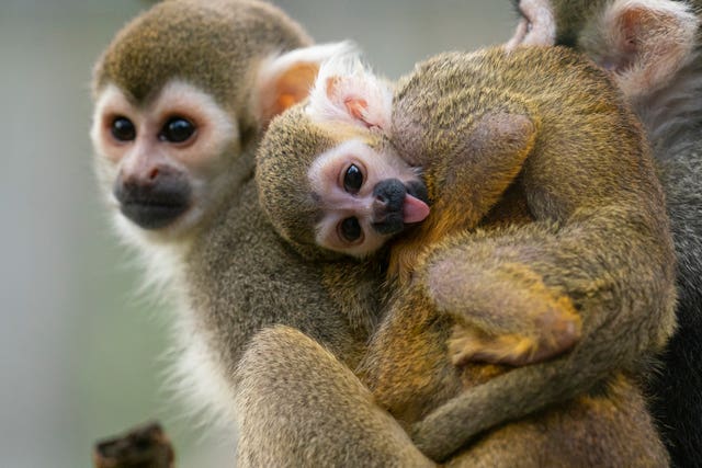 Marwell zoo stocktake