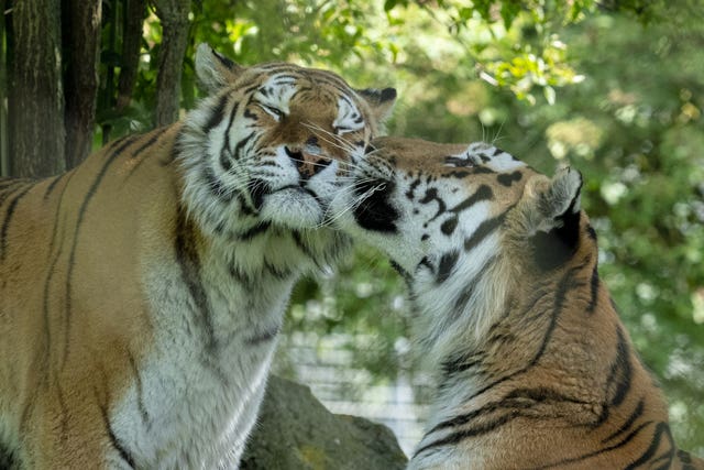 Milla (left), with her mate, Bagai (Marwell Zoo/PA)