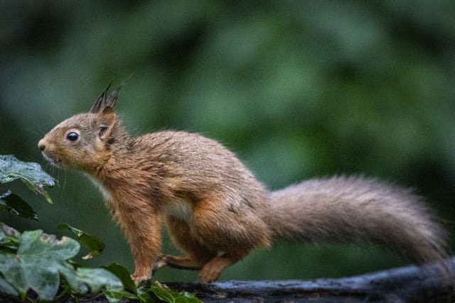 Red squirrels at Mount Stewart