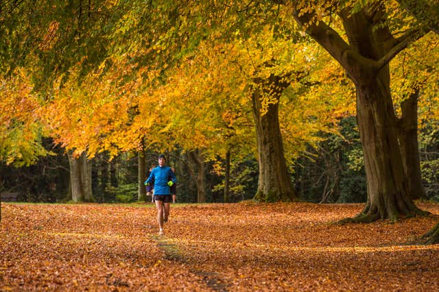 Autumnal trees