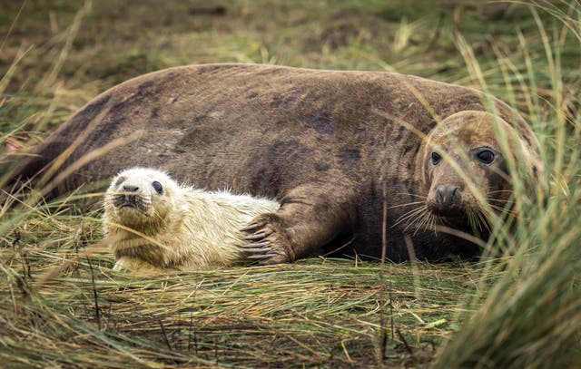 Donna Nook seals