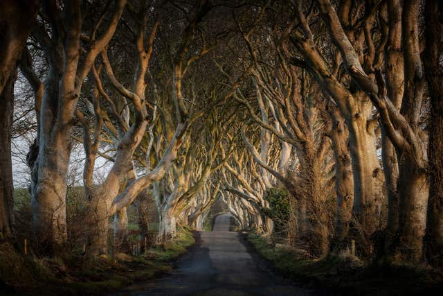 Dark Hedges