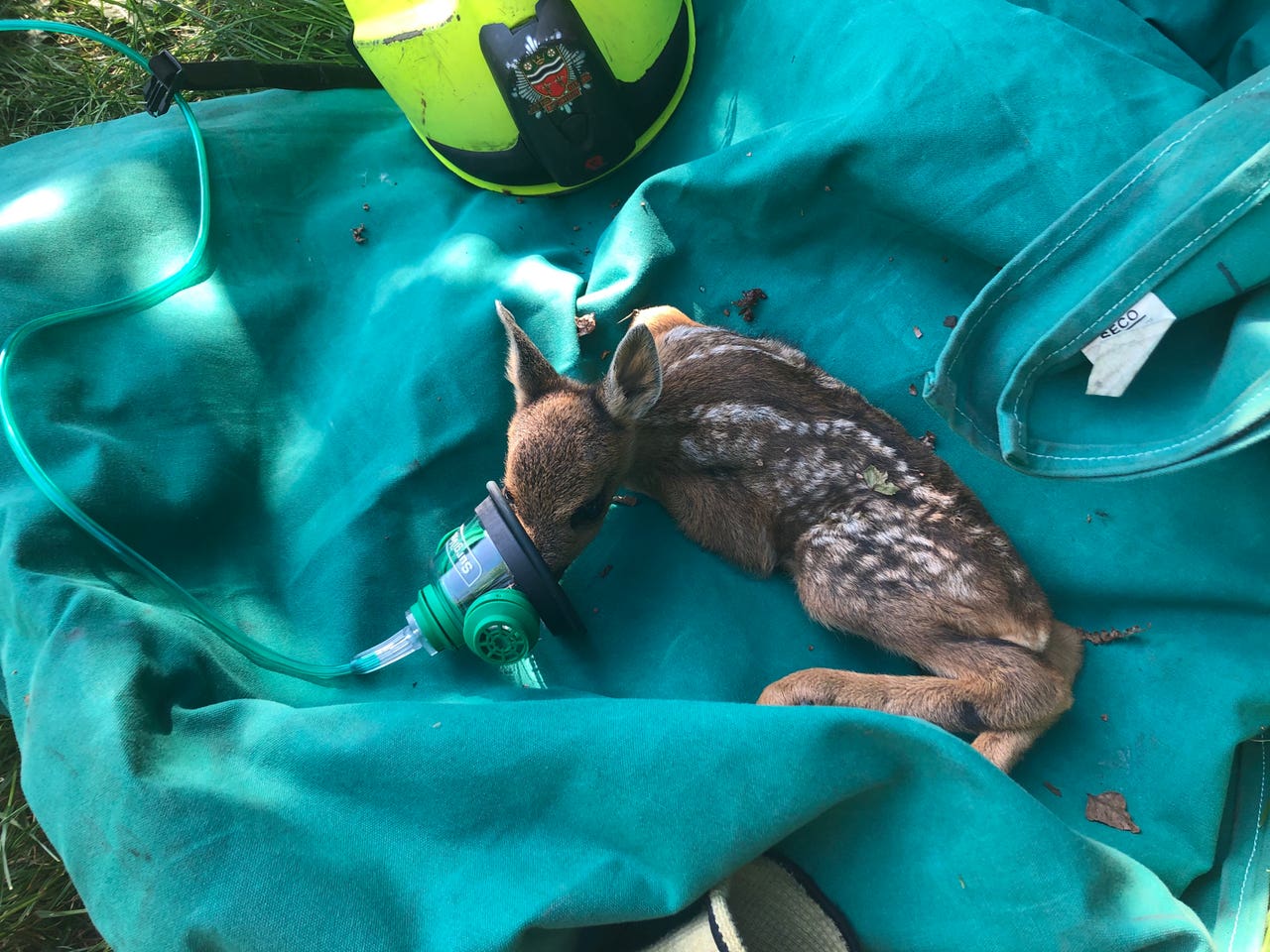 Firefighters praised for saving baby deer with oxygen mask Shropshire