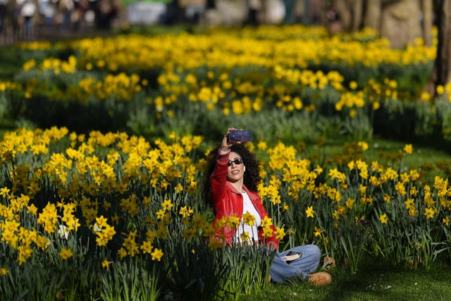 A woman takes a selfie surrounded by daffodils in St James's Park, central London 