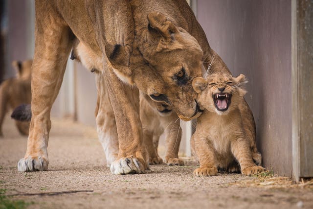 Cachorros de leones primer día de salida