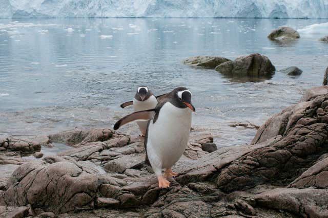 Krill fishing is competing with wildlife such as penguins, Greenpeace warns (Daniel Beltra/Greenpeace/PA)