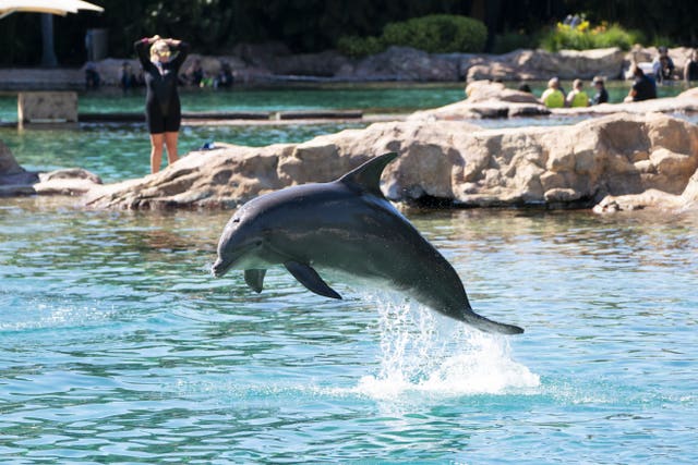 A dolphin jumps during the Dreamflight visit 