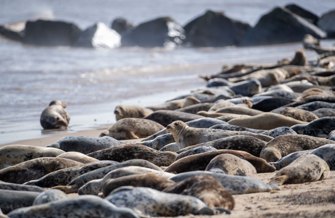 Seals arrive at beach to moult their wornout fur Lancashire Telegraph