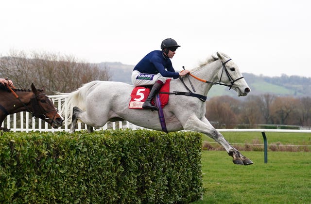 Snow Leopardess in action at Cheltenham