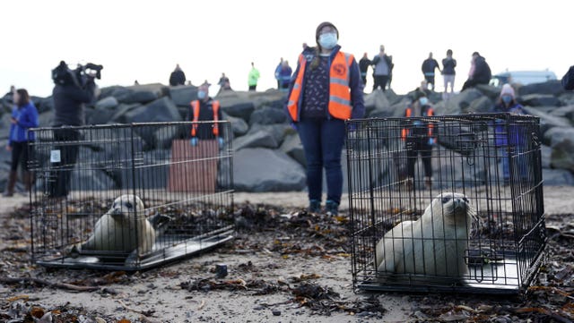 Staff from British Divers Marine Life Rescue (BDMLR) and Tynemouth Aquarium release three seal pups at St Mary’s Lighthouse in Whitley Bay, they were rescued after being found abandoned on the North East coast