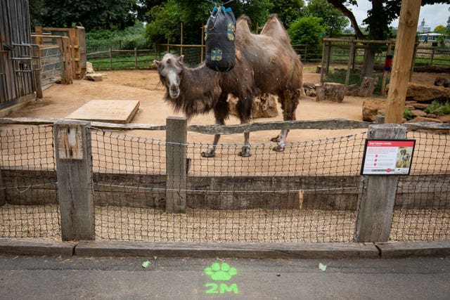 Social distancing markers around the camel enclosure at ZSL London Zoo (Aaron Chown/PA)