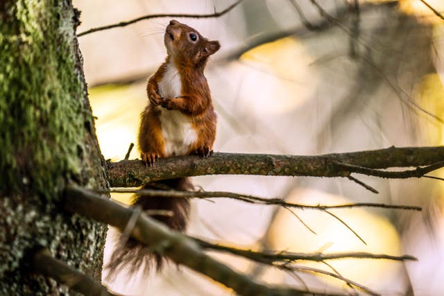 A red squirrel on a thin branch, looking upwards with its front paws held together