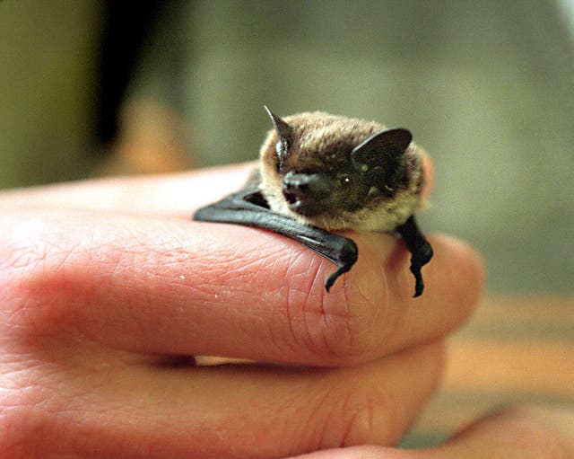 Savi's pipistrelle bat on Bat Appreciation Day 