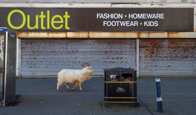 A stray goat casually saunters past a shuttered down shop 