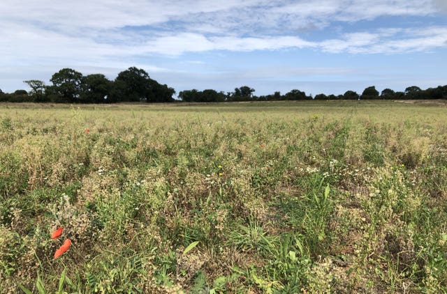 A view of cover crops growing in a field after the main crop has been harvested