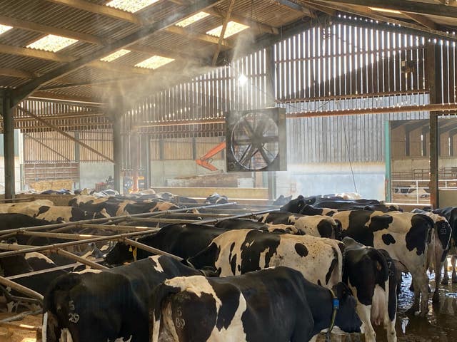 Cows being cooled down by a fine mist