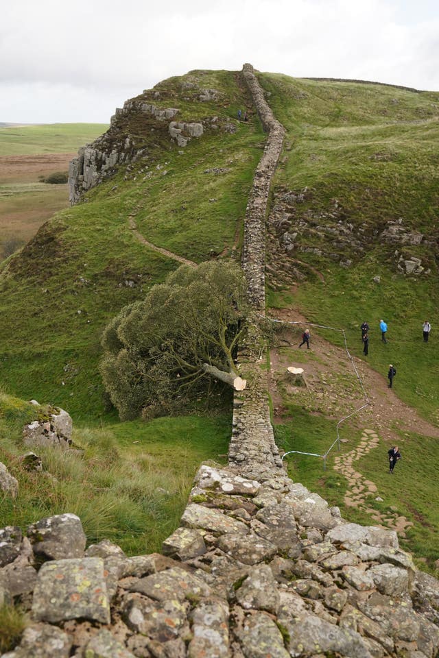Sycamore Gap tree felled court case