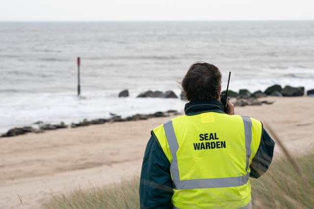 Grey seal pupping season