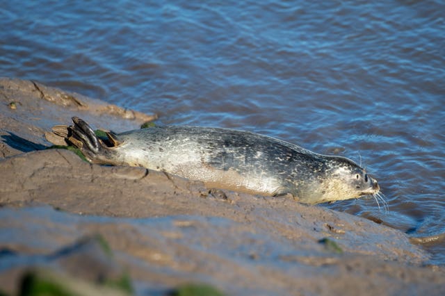 Seal pups released back into the wild