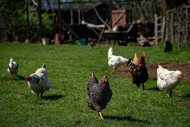 Chickens and ducks walking on grass 