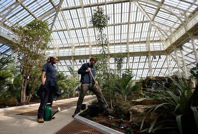 Lead horticulturalist Scott Taylor plants the final plant during the reopening of the Temperate House at Kew Gardens in Kew (Kirsty O'Connor/PA)
