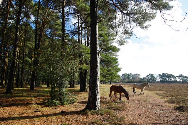 New Forest National Park