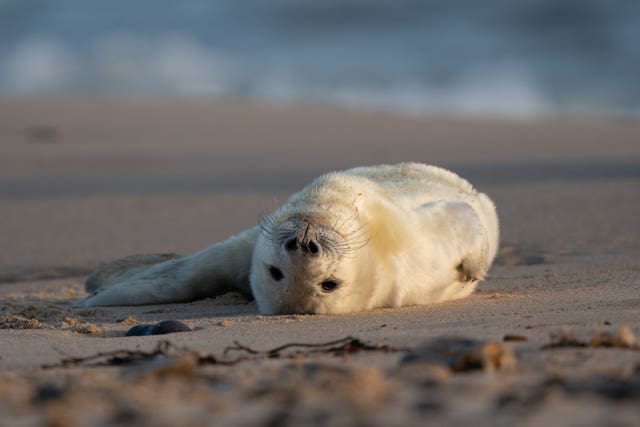 Grey seal pups