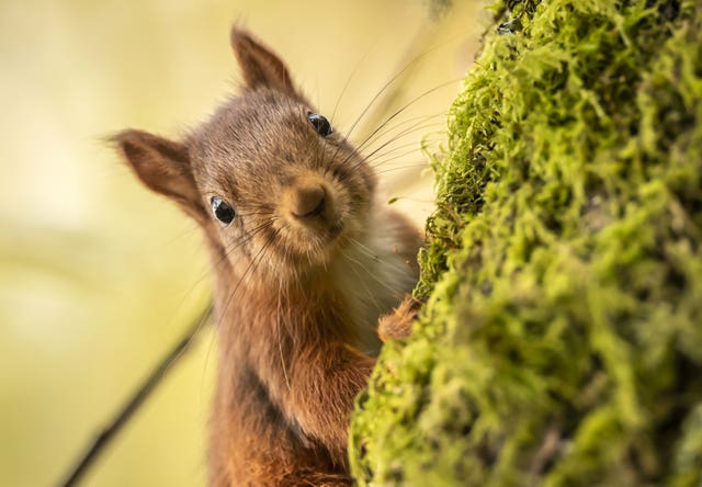 Red squirrels have made their home at Snaizeholme (Danny Lawson/PA)