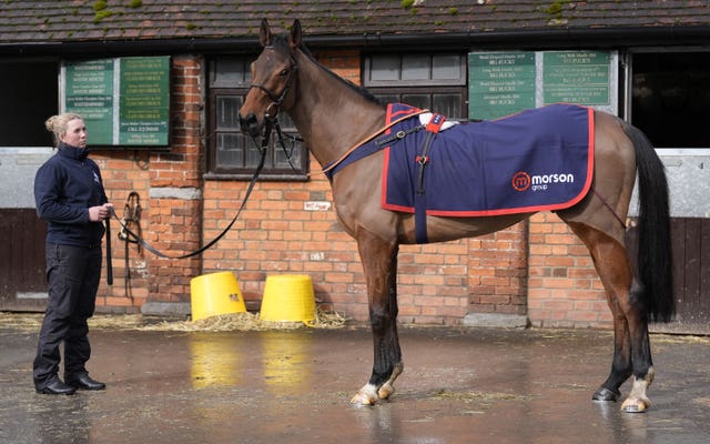 Shearer being paraded at Paul Nicholls' Ditcheat yard